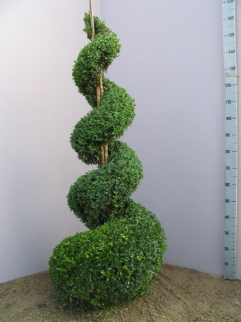 Mūžzaļais buksis jeb Buxus sempervirens - augs veidots spirāles formā Mūžzaļais buksis jeb Buxus sempervirens - augs veidots spirāles formā