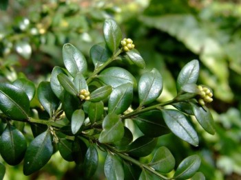 Mūžzaļais buksis jeb Buxus sempervirens - skats tuvumā Mūžzaļais buksis jeb Buxus sempervirens - skats tuvumā