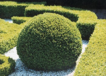 Mūžzaļais buksis jeb Buxus sempervirens - dzīvžogs Mūžzaļais buksis jeb Buxus sempervirens - dzīvžogs