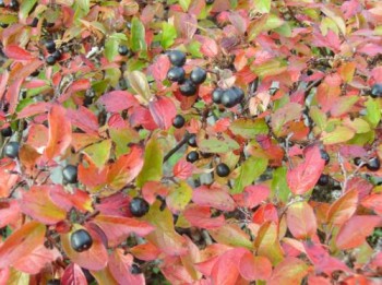 Spožā klintene jeb Cotoneaster lucida - rudens krāsās Spožā klintene jeb Cotoneaster lucida - rudens krāsās