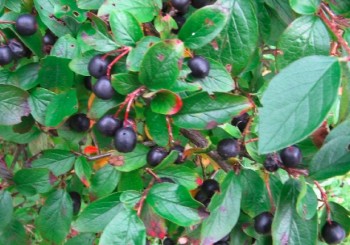 Spožā klintene jeb Cotoneaster lucida - tuvplāns Spožā klintene jeb Cotoneaster lucida - tuvplāns