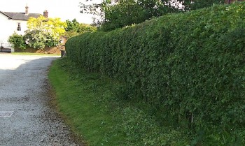 Pamīkstā vilkābele jeb Crataegus submollis - dzīvžogs Pamīkstā vilkābele jeb Crataegus lsubmollis - dzīvžogs