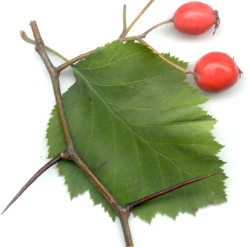 Pamīkstā vilkābele jeb Crataegus submollis Pamīkstā vilkābele jeb Crataegus submollis