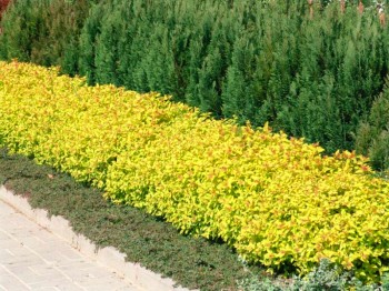 Japānas spireja "Gold mound" jeb Sipiraea japonica "Gold mound" - dzīvžogs Japānas spireja "Gold mound" jeb Sipiraea japonica "Gold mound" - dzīvžogs