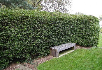 Spožā klintene jeb Cotoneaster lucida - dzīvžogs Spožā klintene jeb Cotoneaster lucida - dzīvžogs