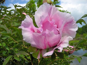 Kokveida jeb krūmveida peonija (Paeonia arborea)