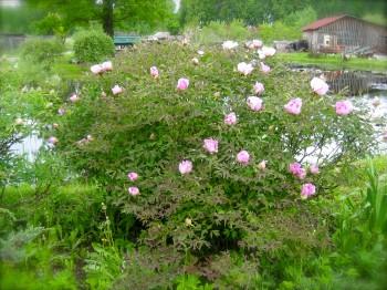 Kokveida jeb krūmveida peonija (Paeonia arborea)