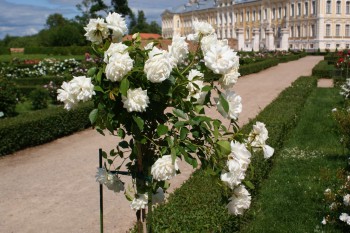 Rozes pie Rundāles pils