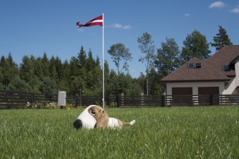 Mēs veicam pilnu apzaļumošanas pakalpojumu spektru, sākot ar plānošanu, beidzot ar apstādījumu izveidi un to tālāko apkopšanu...