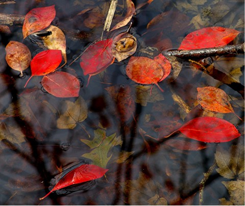 Nemanot ir pienācis rudens..