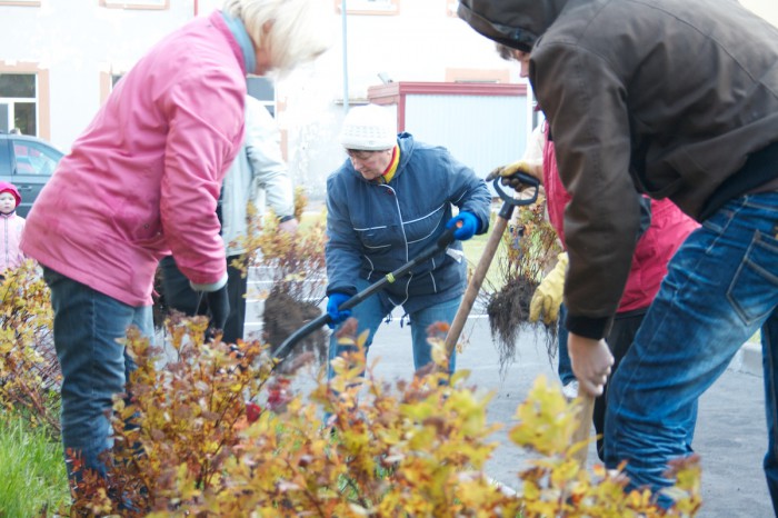 augi sanesti - atliek tik stādit..