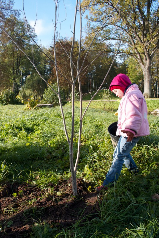 pēc iestādīšanas auga saknes obligāti ir jāpiemīca..