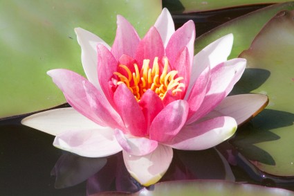 Ūdensroze "Marleacea carnea"