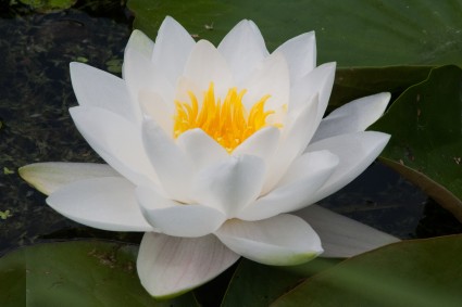 NYMPHAEA-UDENSROZE-marleacea_albida