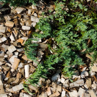 Dekoratīvā šķelda, 1 m3