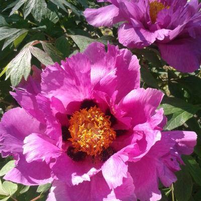 Paeonia suffruticosa (Kokveida peonija), konteiners P11