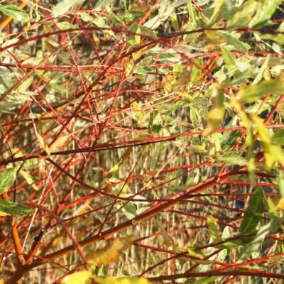 Gludmalu kārkla šķirnes "Hakuro Nishiki" zari, 50-60 cm