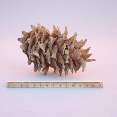 Korejas ciedru priedes čiekurs