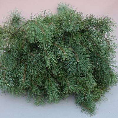 Parastās priedes zaru paka, 50-60 cm