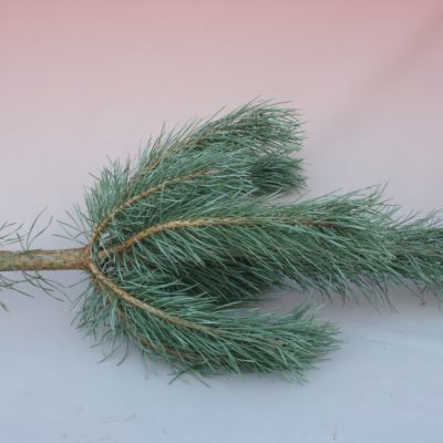 Parastās priedes galotnes zaru paka, 50-60 cm