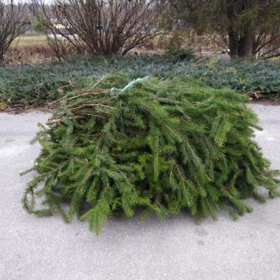 Skujkoku zari mix, 1 kubikmetrs, zaru garums 100 cm+