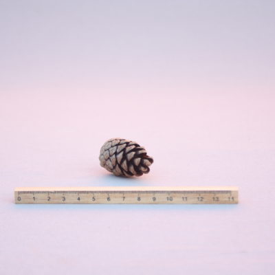 Parastās priedes čiekurs (10gab.)