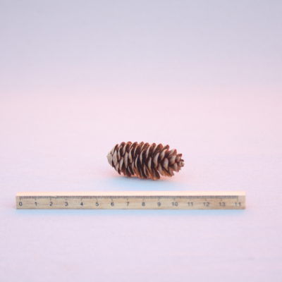 Kanādas egles čiekurs (10 gab.)