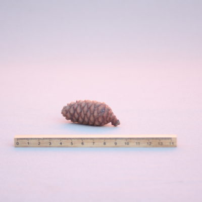 Serbijas egles čiekurs (10 gab.)