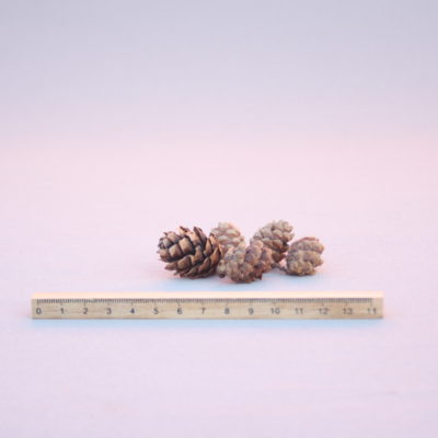 Melnās egles čiekurs (10 gab.)