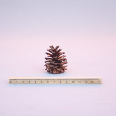 Kalnu priedes čiekurs (10 gab.)