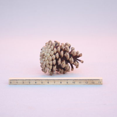 Melnās priedes čiekurs