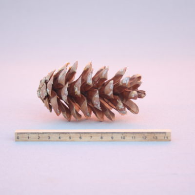 Maķedonijas priedes čiekurs