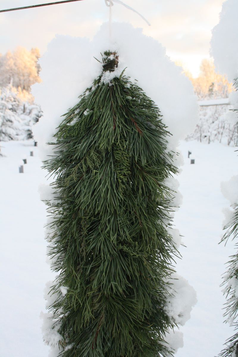 Priežu zaru vītne, abpusēja, 1 m - Image 5