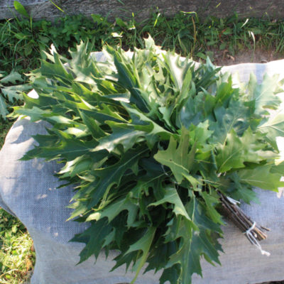 Sarkanā ozola zaru pirtsslota