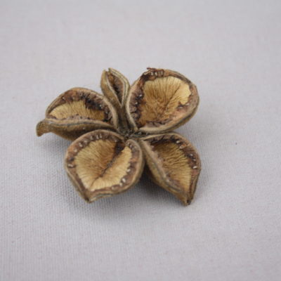 Kokveida peonijas pāksts, sēklas apvalks