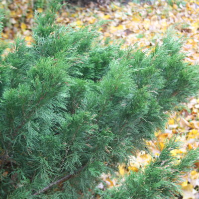 Kazaku kadiķa zari, 50-60 cm