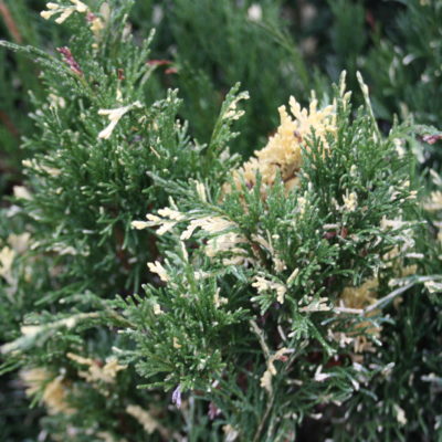 Juniperus sabina 'Variegata' (Kazaku kadiķis), konteiners C5