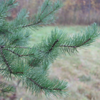 Parastās priedes zari, 50-60 cm