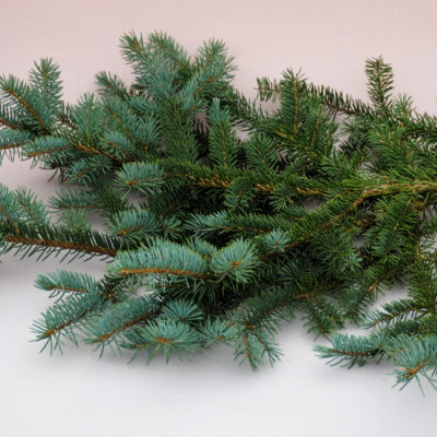 Asās egles (sudrabegles) zari, 50-60 cm