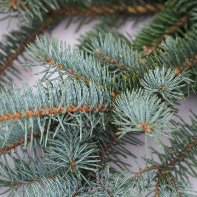 Asās egles (sudrabegles) zari, 30-40 cm