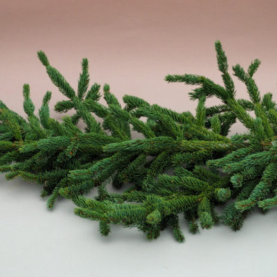 Kanādas egles zaru paka, 50-60 cm