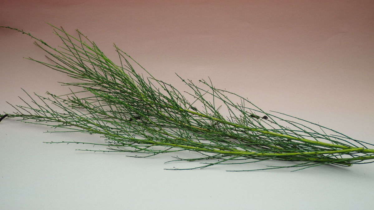 Slotzara zaru paka, 80-120 cm - Image 2