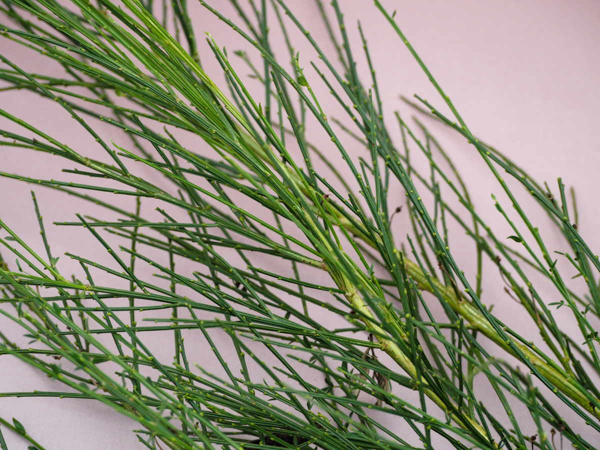 Slotzara zaru paka, 80-120 cm - Image 3