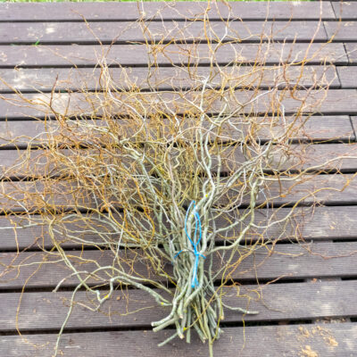 Vītola 'Tortuosa' dzinumu paka, 80-100 cm