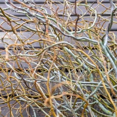 Vītola 'Tortuosa' dzinumi, 50-60 cm