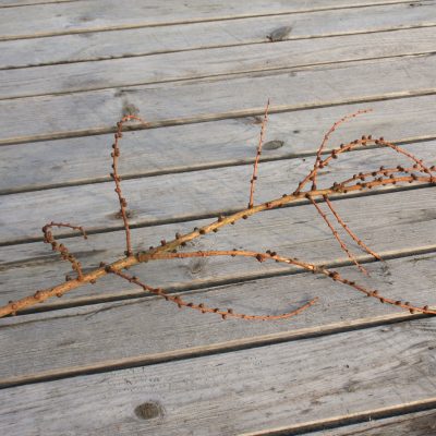 Lapegles zari, 50-60 cm