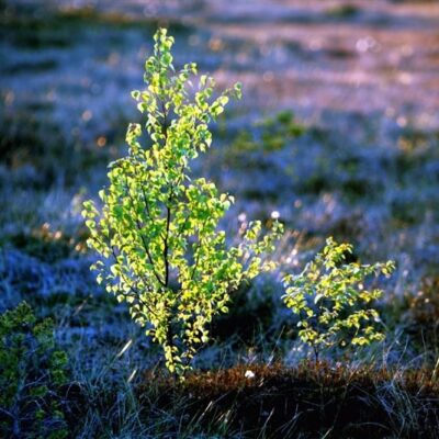 Bērzu meijas, 1.50 m