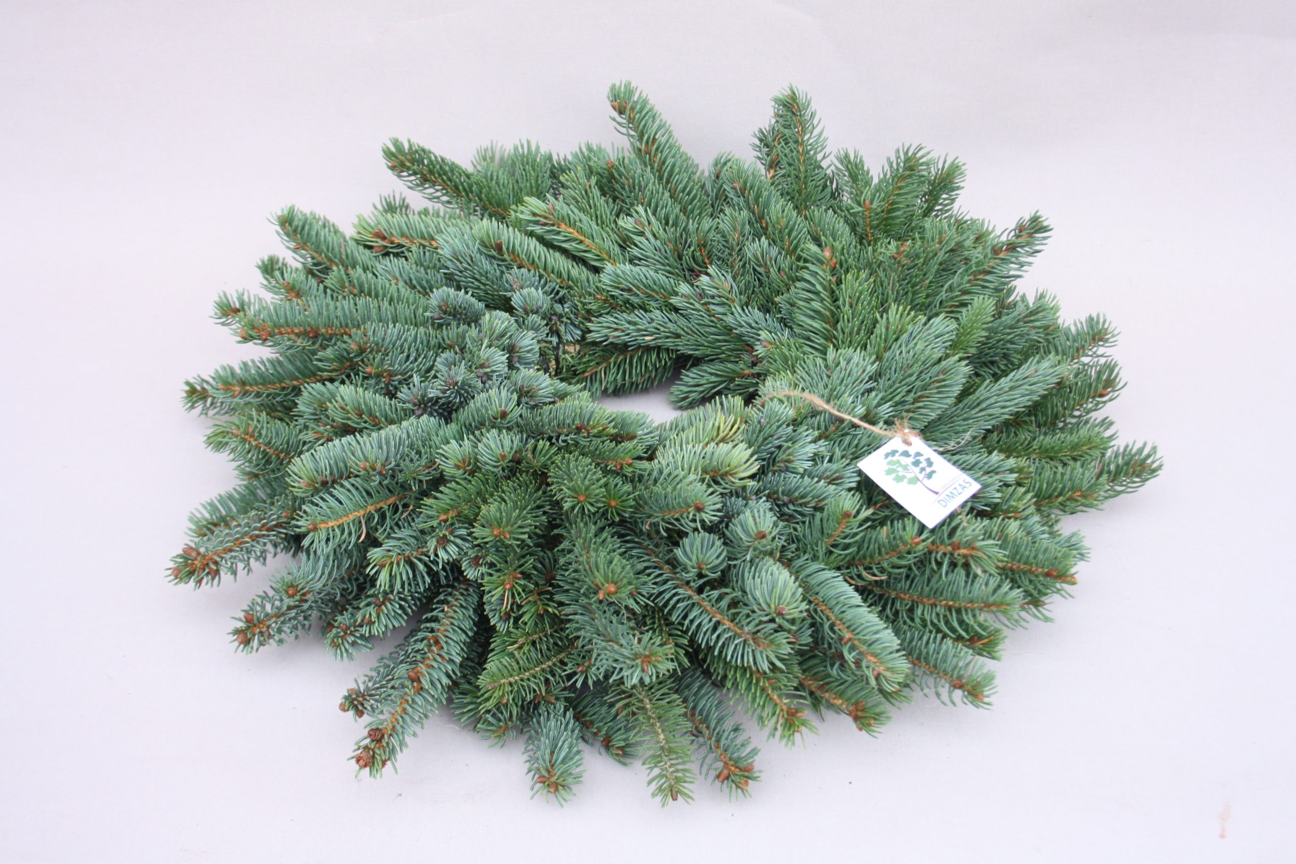 Skujkoku zaru vainaga sagatave, 30 cm - Image 2