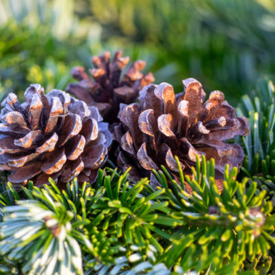 Ziemassvētku piedāvājums