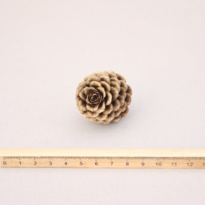 Hibrīdās lapegles čiekurs (10gb)